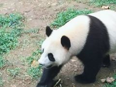-都江堰中华大熊猫苑