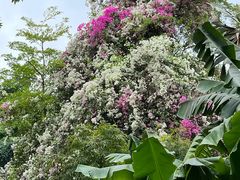 -深圳国际园林花卉博览园