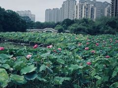 -金山公园