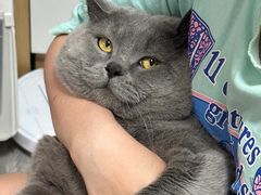-艾吉宠物医院·疑难杂症转诊中心·猫友好(碧江路院)