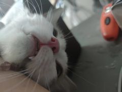 -四月宠物医院·猫专科·心脏专科·内科(转塘店)