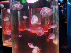 -沙沙哗啦海洋馆(华宇百花谷店)