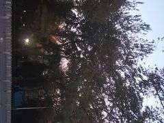-黄村公园
