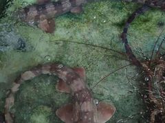 -龙记园海鲜坊(免税城店)