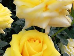 -人民公园(罗湖区)