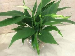 iphone_upload_pic-妃比花艺(光启城时尚购物中心店)