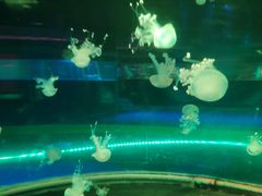 -无锡海洋馆