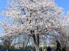 -高东镇樱花园