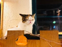-猫小院猫主题咖啡厅(北锣店)