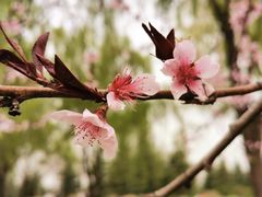-洨河生态公园