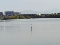 -华侨城湿地公园