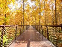 -黄海国家森林公园