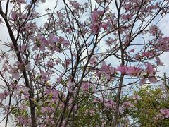 -广东花都湖国家湿地公园
