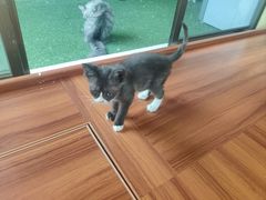 -楼上猫咖(罗湖店)