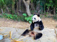 -广州长隆野生动物世界