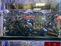 -石锅苗苗鱼(武汉首店)