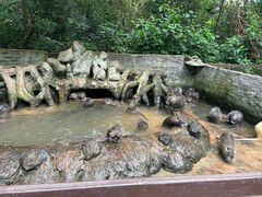 -海南热带野生动植物园