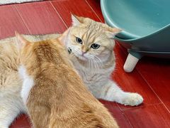 -东方名猫馆·英短金渐层布偶猫舍(环线广场1号楼店)