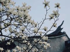-莫氏庄园