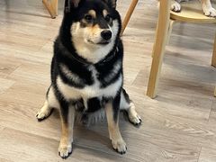 -柴迷FANS CLUB·柴犬狗咖·猫咖