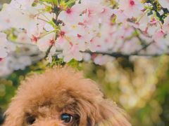 -上海山野camping·户外天幕烧烤·团建拓展营地