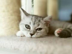 -喵的天空名猫咖啡馆·撸猫·猫舍·用品