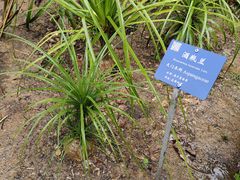 -中国科学院西双版纳热带植物园