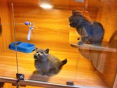 -猫十亿·布偶金渐层·曼基康矮脚猫舍(青年路店)