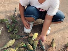 -灵玲国际马戏城