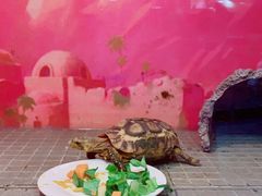 -上海大自然野生昆虫馆(东方明珠·爬宠昆虫探索中心)