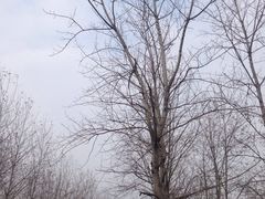 -合肥滨湖国家森林公园