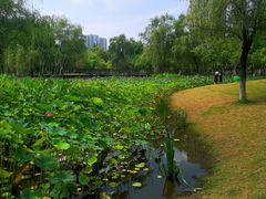 -沐仙湖湿地公园
