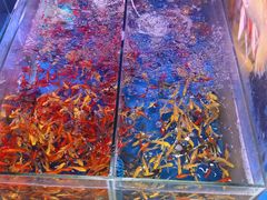 -青石桥花鸟鱼虫市场(叠翠城店)