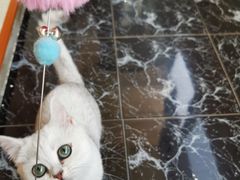-十年猫舍·猫咪专门店(普陀店)