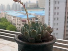 -双季花艺园艺市场(浦东店)