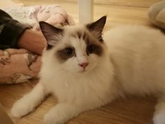 -滚猫咖啡·猫咖·猫友好撸猫(未来城店)