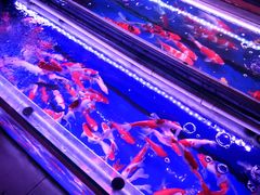 -山东柏宁水族批发广场