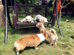 -翊宠yipet猫狗购宠庄园犬舍•猫舍