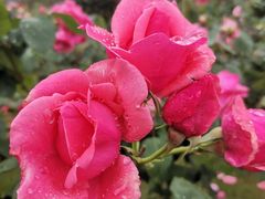 -都江堰玫瑰花溪谷