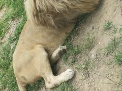 -辛玛王国游乐园