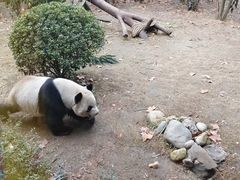 -成都动物园