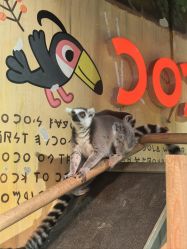 -Zoolung Zoolung动物主题公园(海信广场店)