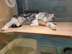 -BABIT巴比特宠物(MOMOPARK店)