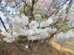 -天适樱花悠乐园