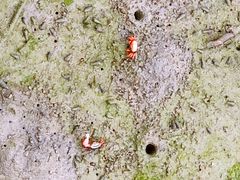 -北海金海湾红树林生态旅游区