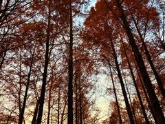 -白水寺森林公园