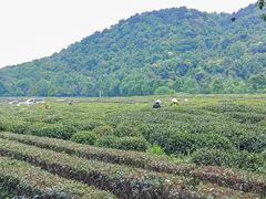 -野蔓果·山野菜(西湖景区·龙井茶田店)