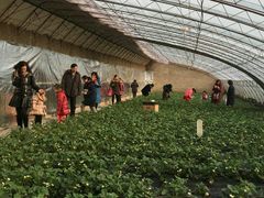-大自然农场蔬菜草莓采摘园