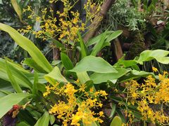 -深圳仙湖植物园