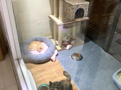 -顽皮家族宠物医院(浦东北园路分院)